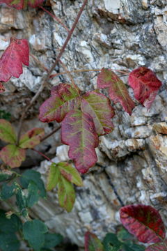 Image de sumac de l'Ouest