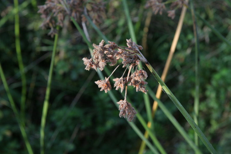 Sivun Schoenoplectus californicus (C. A. Mey.) Soják kuva