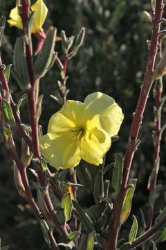 Oenothera elata subsp. hirsutissima (A. Gray ex S. Wats.) W. Dietrich的圖片