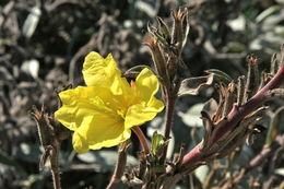 Image of Hooker's evening primrose