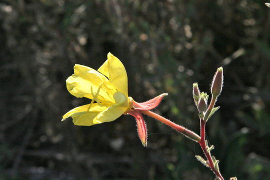 Imagem de Oenothera elata subsp. hirsutissima (A. Gray ex S. Wats.) W. Dietrich