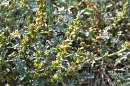 Image of silver bur ragweed