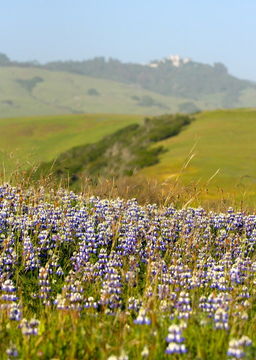 Image de Lupinus nanus Benth.