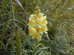 Plancia ëd Linaria vulgaris Mill.