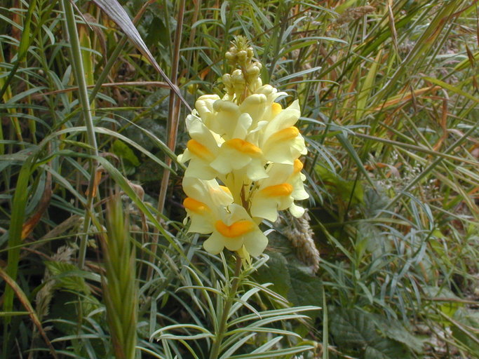 Image of Common Toadflax