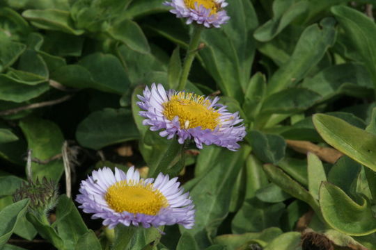 Слика од Erigeron glaucus Ker-Gawl.