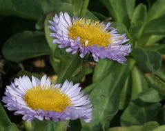 Слика од Erigeron glaucus Ker-Gawl.