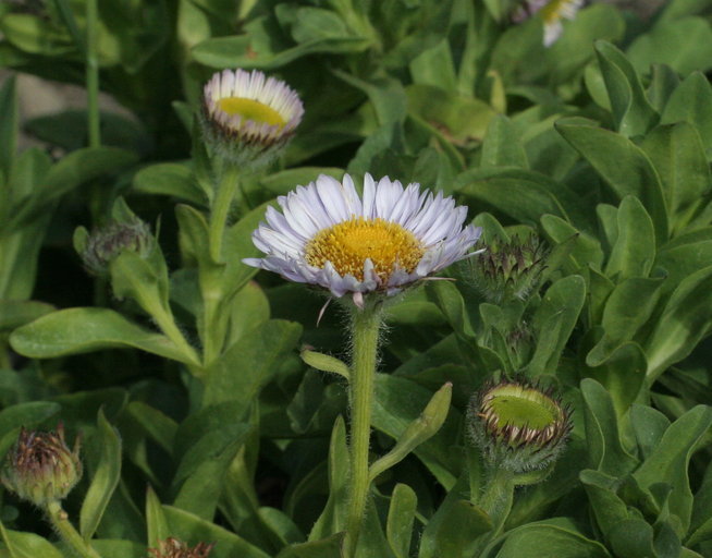 Image of seaside fleabane