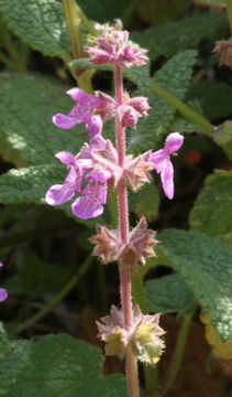 Image of California hedgenettle