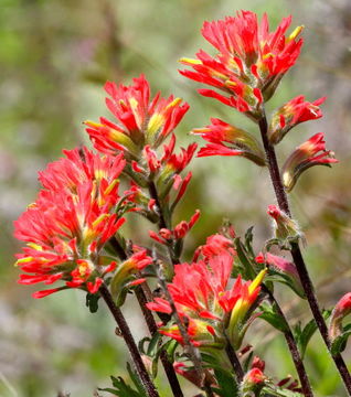 Слика од Castilleja latifolia Hook. & Arn.