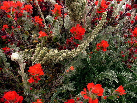 Image of Monterey Indian paintbrush