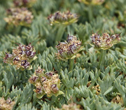 Plancia ëd Podistera nevadensis (A. Gray) S. Wats.