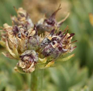 Imagem de Podistera nevadensis (A. Gray) S. Wats.