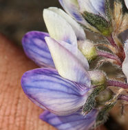 صورة <i>Lupinus lepidus</i> var. <i>lobbii</i>