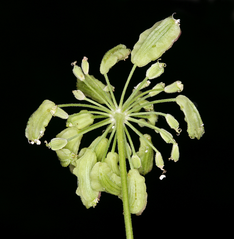 Image of Brewer's angelica