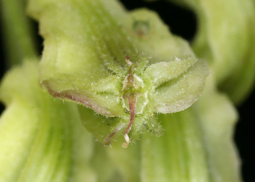 Image of Brewer's angelica