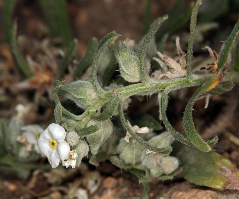 صورة <i>Cryptantha cinerea</i> var. <i>abortiva</i>