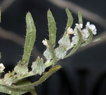 صورة <i>Cryptantha cinerea</i> var. <i>abortiva</i>