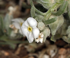 صورة <i>Cryptantha cinerea</i> var. <i>abortiva</i>