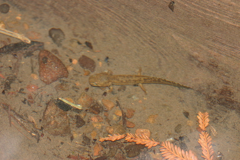 Image of California Giant Salamander