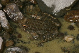 Image of Foothill yellow-legged frog