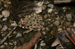 Image of western toad