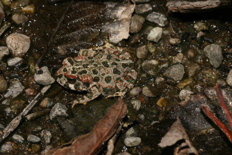 Image of western toad