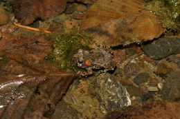 Image of western toad