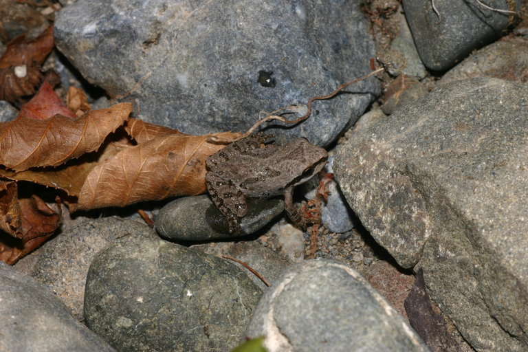 Image of Northern Pacific Treefrog