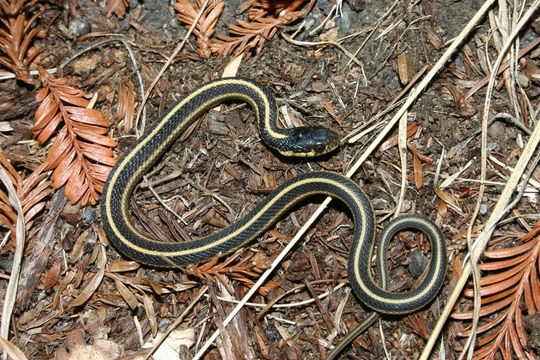 Image of Terrestrial (Wandering) Garter Snake