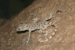 Tenuidactylus longipes (Nikolsky 1896) resmi