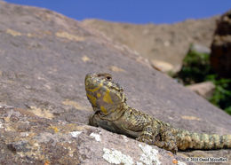 Image of Smallscaled Rock Agama