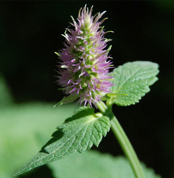 Imagem de Agastache urticifolia (Benth.) Kuntze