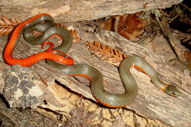 Image of Ring-necked Snake