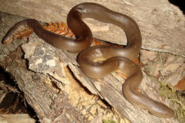 Image of Northern Rubber Boa