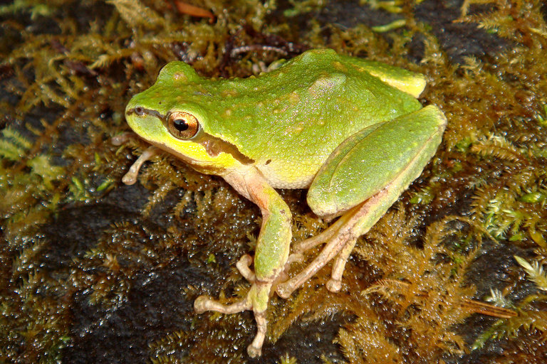 Image of Northern Pacific Treefrog