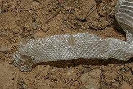 Image of Ring-necked Snake