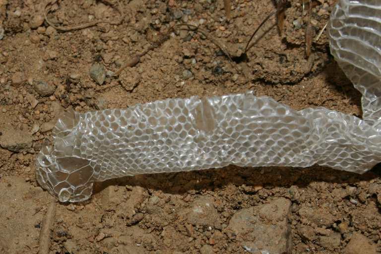 Image of Ring-necked Snake