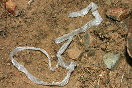 Image of Ring-necked Snake