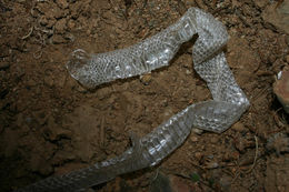 Image of Ring-necked Snake