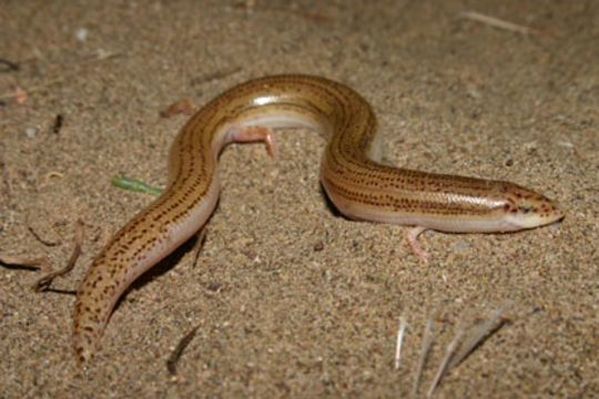 Image of Street's Snake Skink