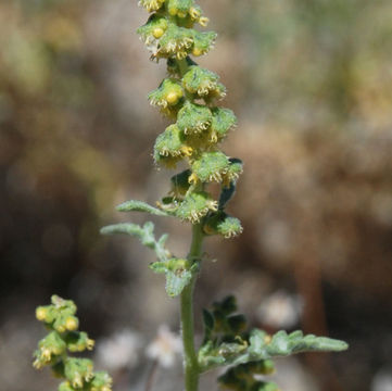 Image of flatspine bur ragweed