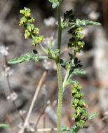 Image of flatspine bur ragweed