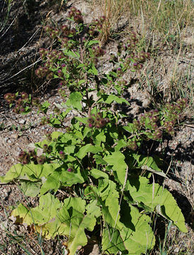 Image of common burdock