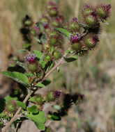 Imagem de Arctium minus (Hill) Bernh.