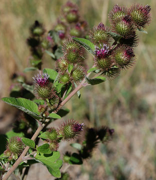 Image of common burdock