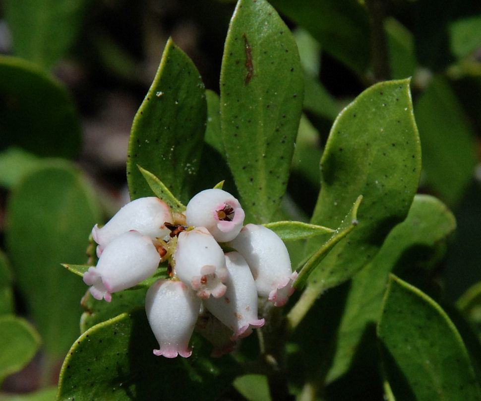 Imagem de Arctostaphylos nevadensis A. Gray