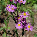 Image of Parry's aster