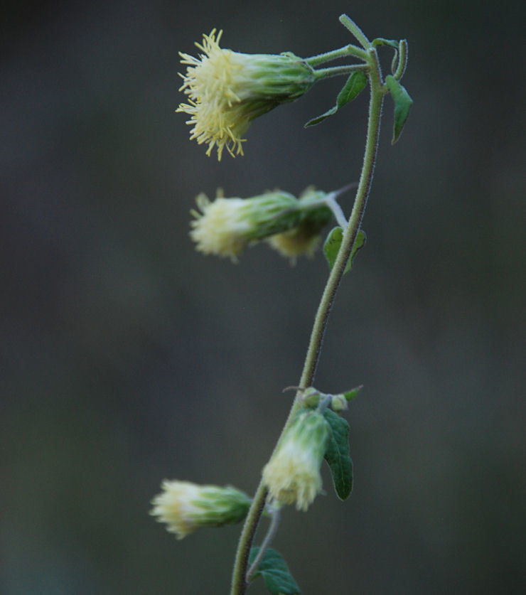 Image of tasselflower brickellbush