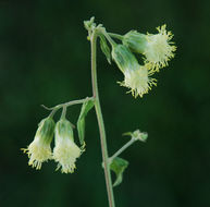 Image of tasselflower brickellbush